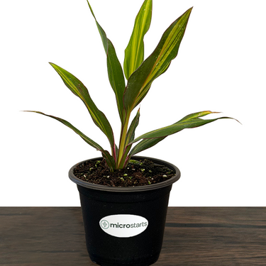 Variegated Hawaiian Ti