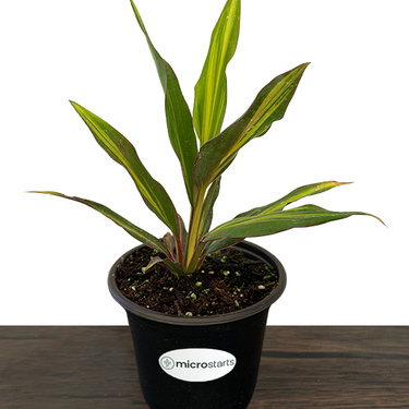 Variegated Hawaiian Ti