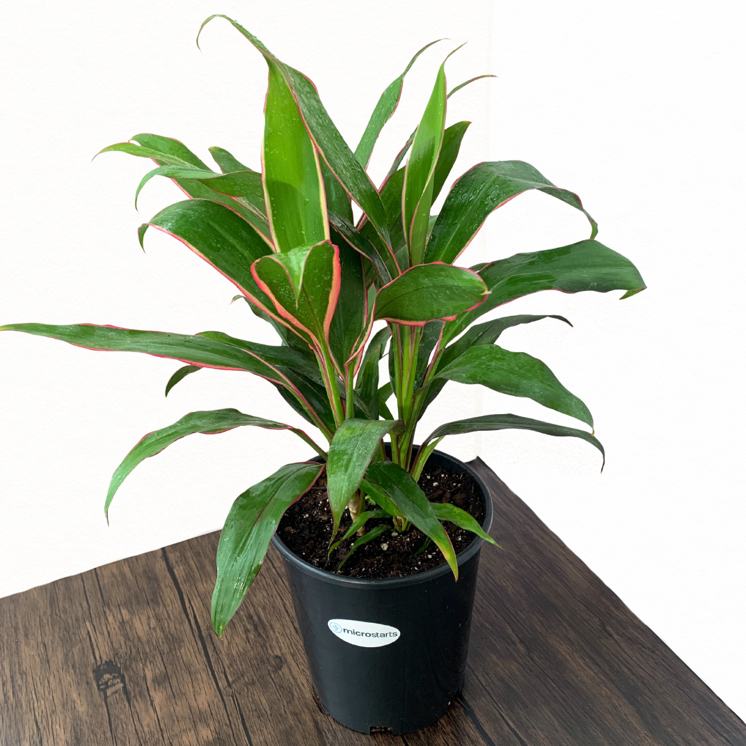 Cordyline 'Magenta Marginata'