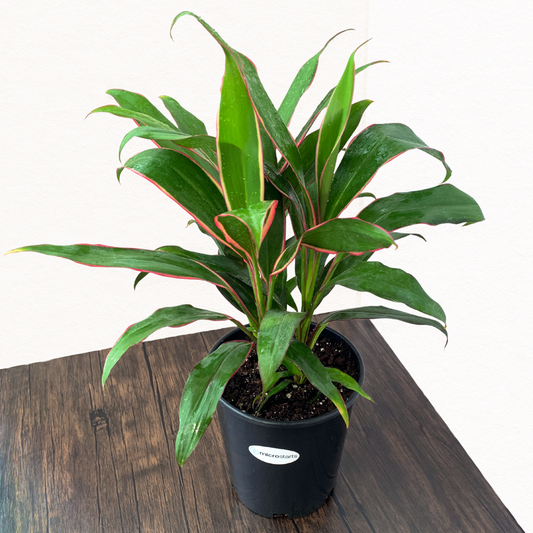 Cordyline 'Magenta Marginata'