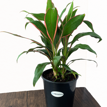 Cordyline Magenta Marginata