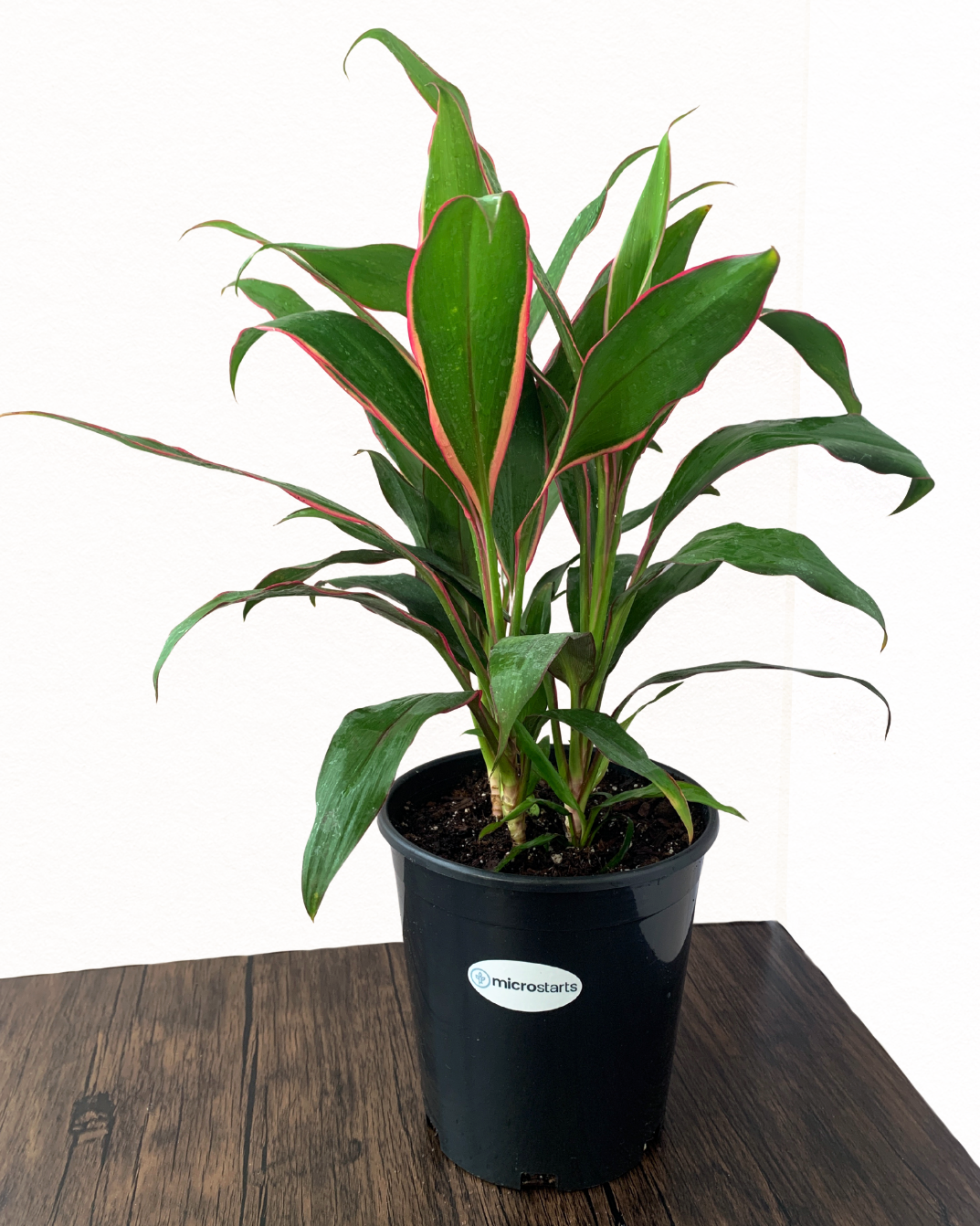 Cordyline 'Magenta Marginata'