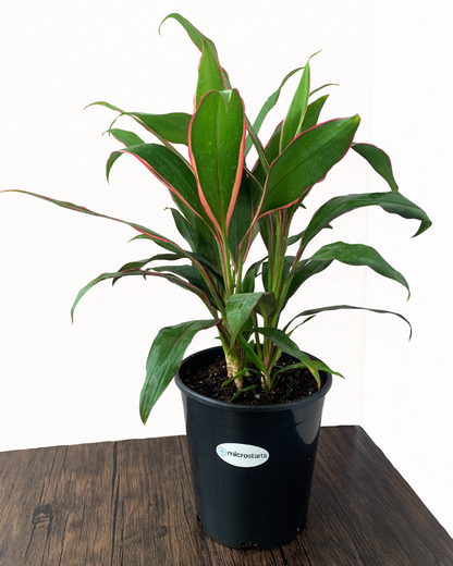 Cordyline 'Magenta Marginata'