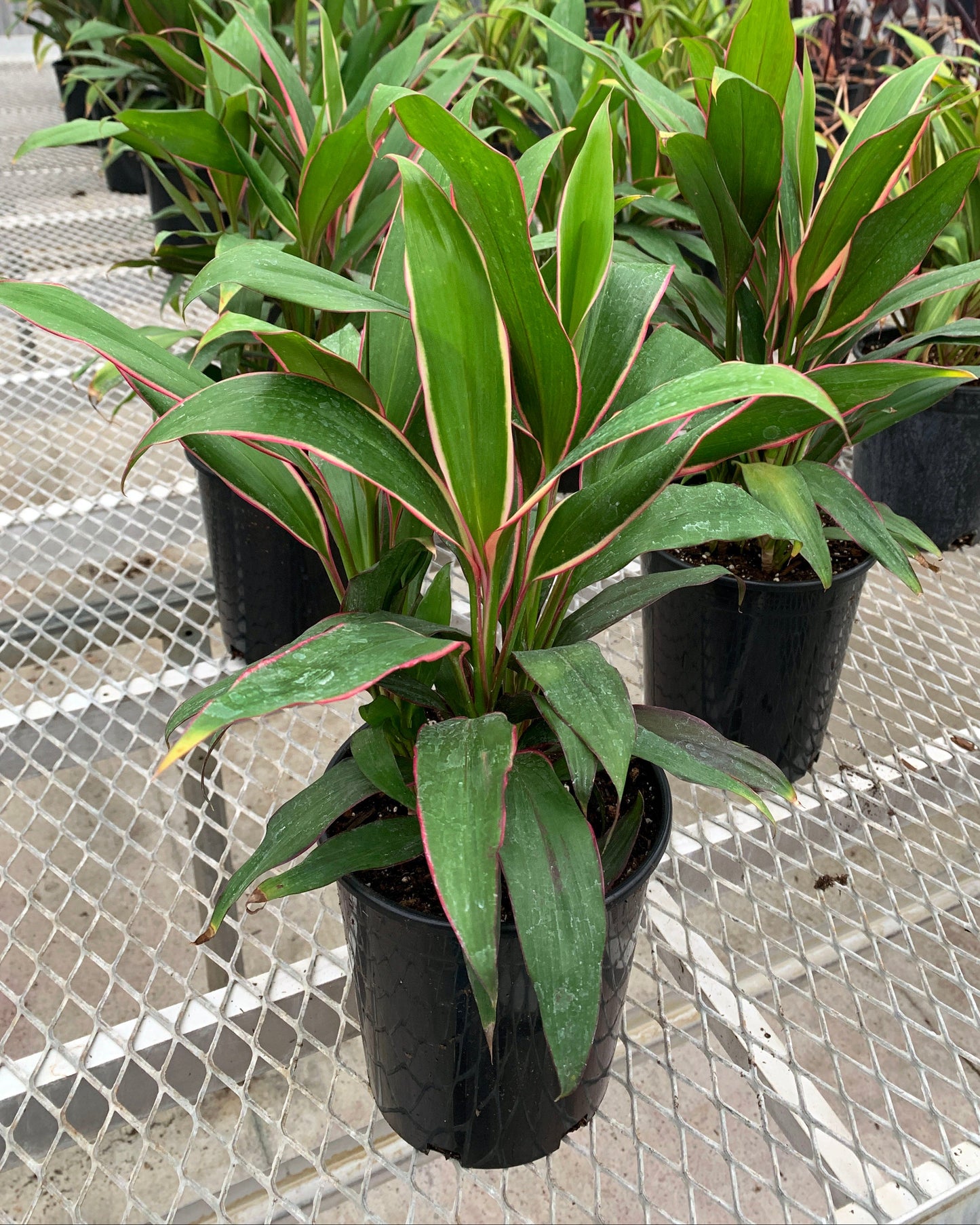 Cordyline 'Magenta Marginata'