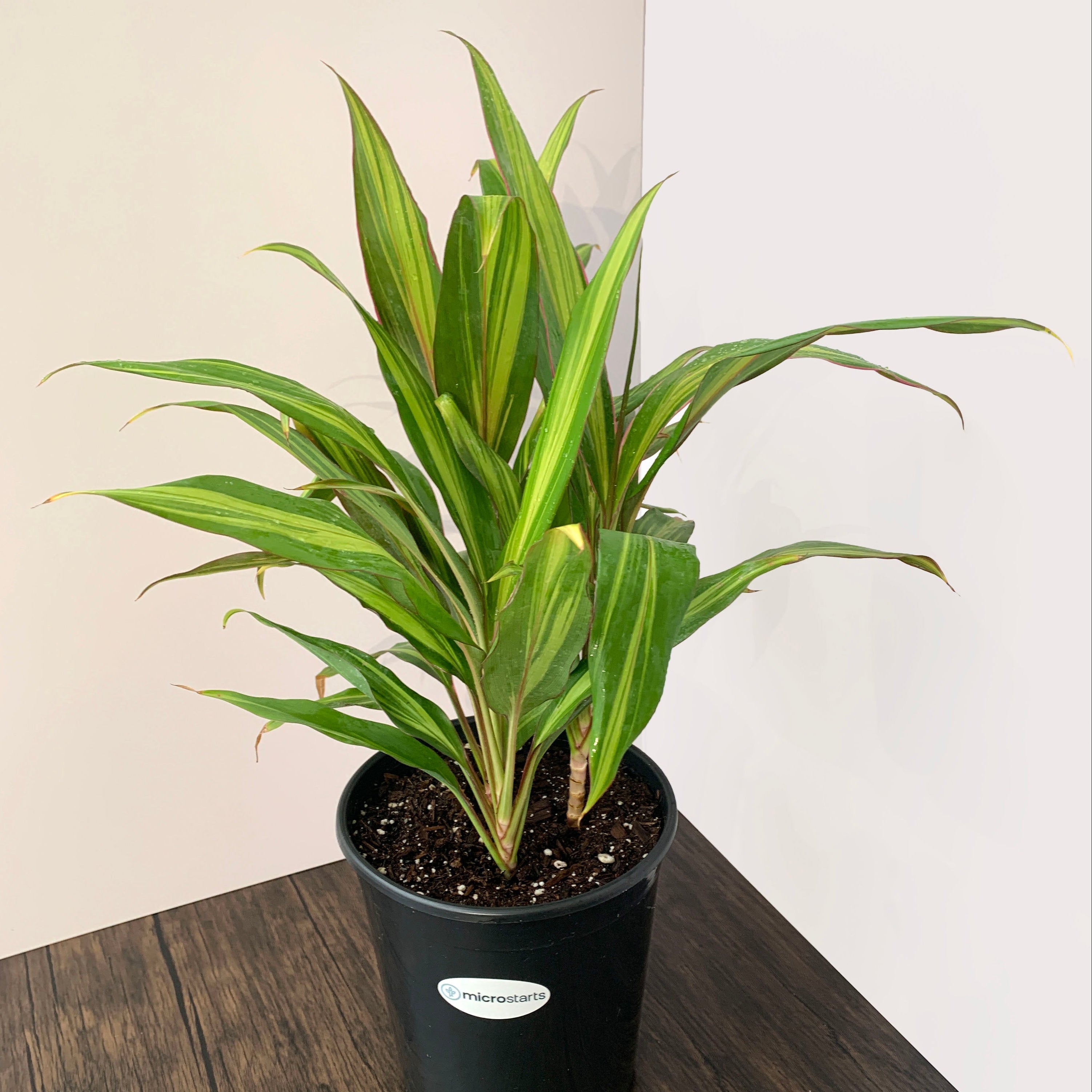 Variegated Hawaiian Ti 1 Gallon - Cordyline 'Kiwi'