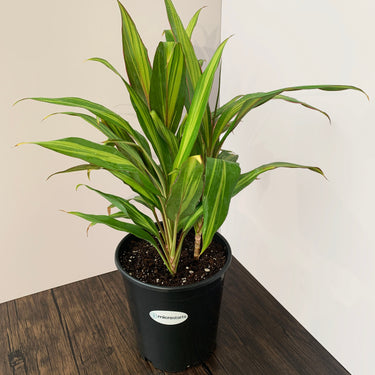 Variegated Hawaiian Ti
