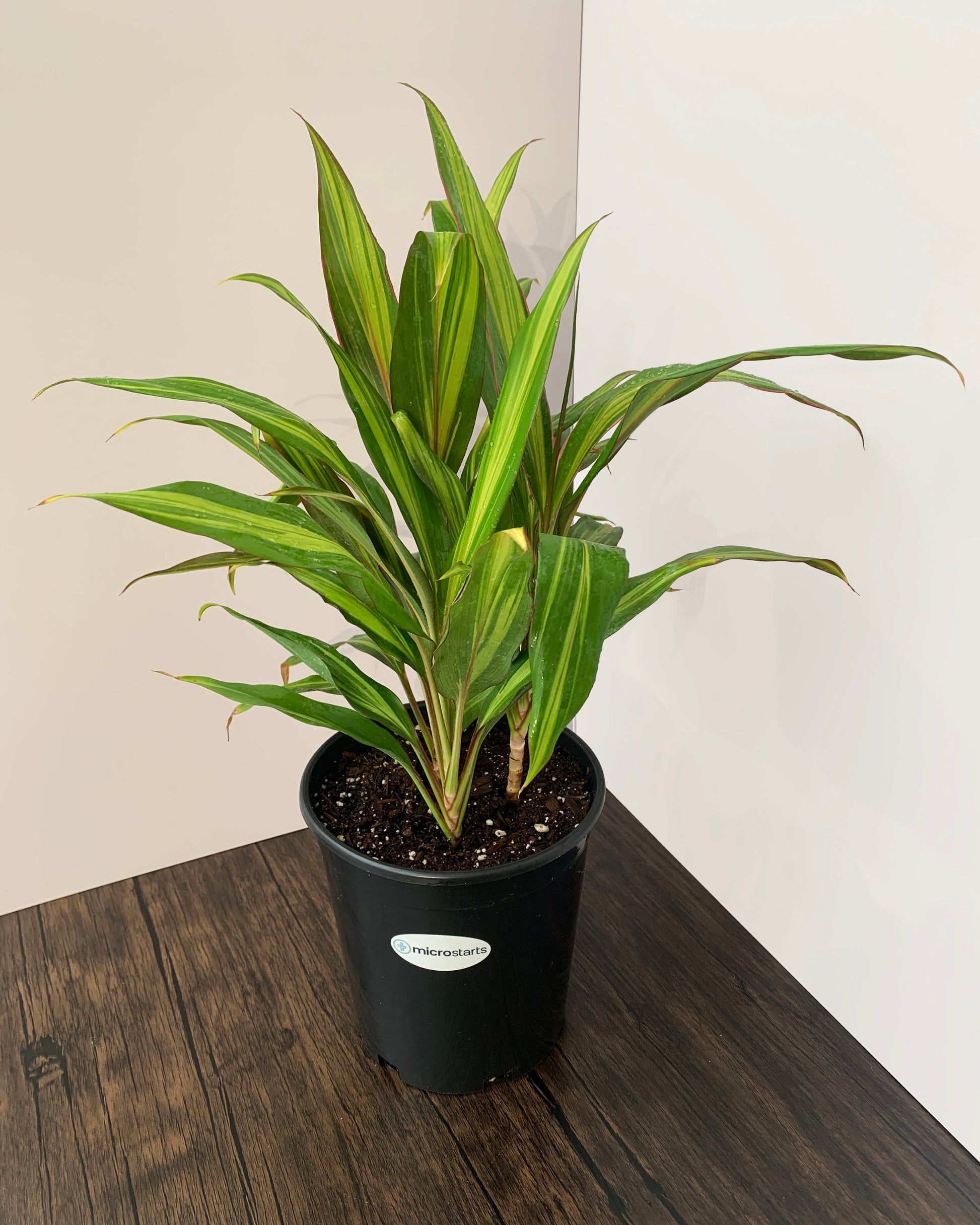 Cordyline Kiwi - Plantes d'intérieur | Boby la Plante Cordyline Kiwi - Plantes d'intérieur | Boby la Plante