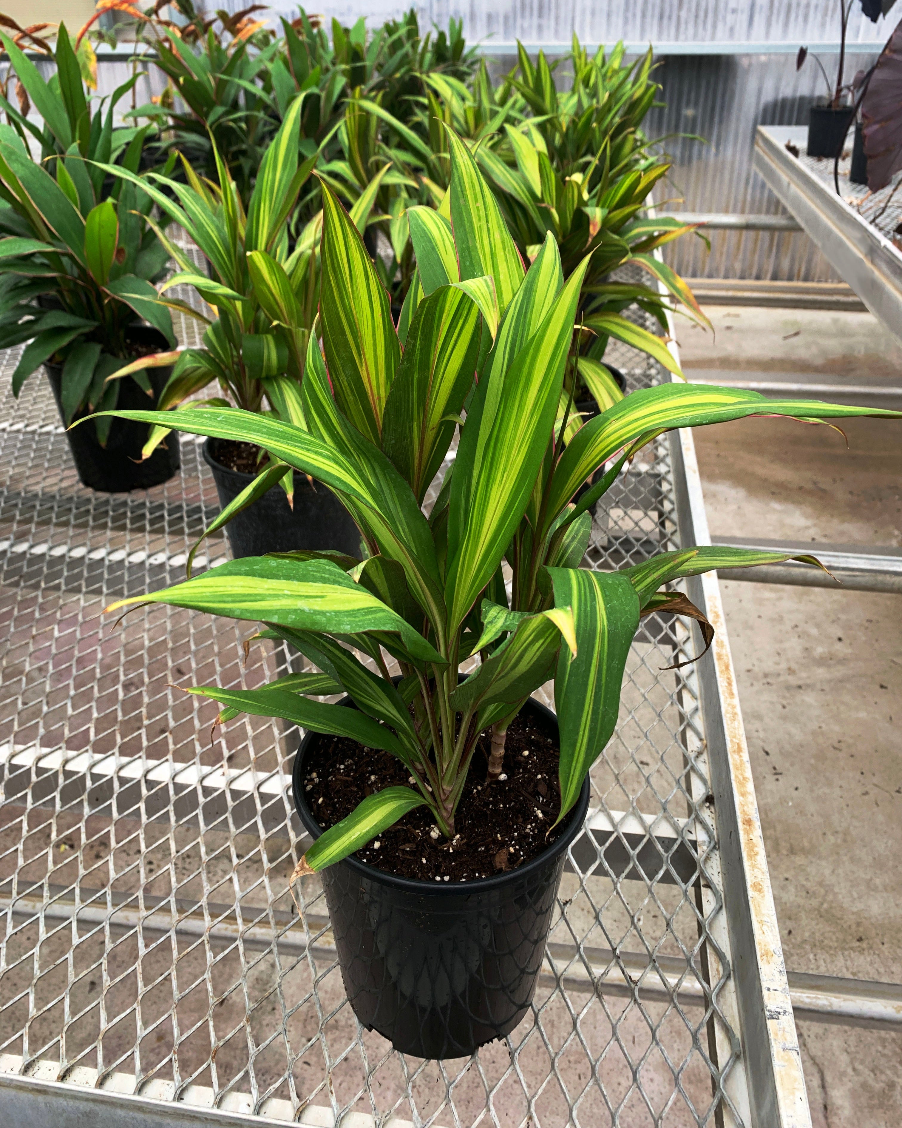 kiwi indoor plant Variegated Hawaiian Ti 1 Gallon - Cordyline 'Kiwi'