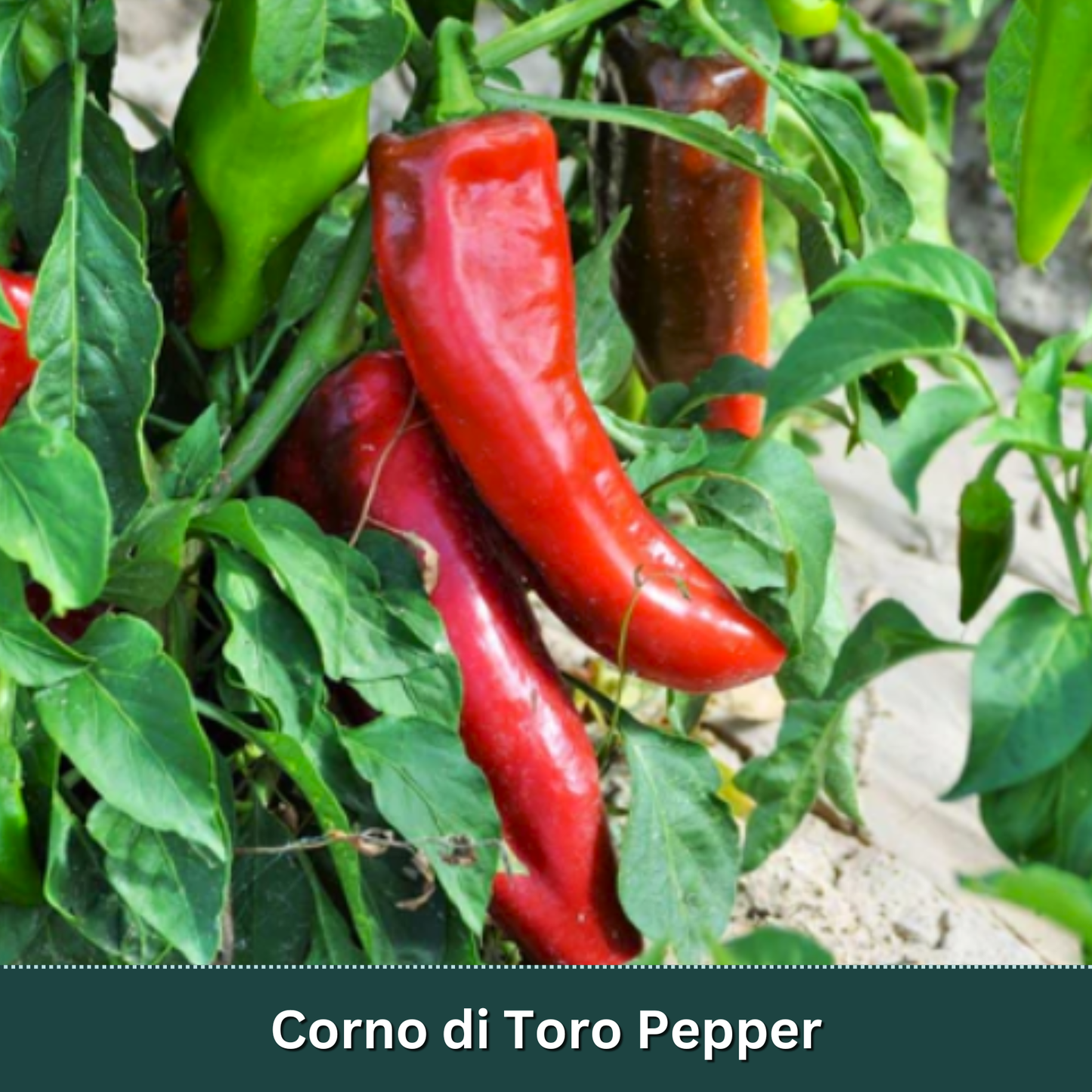 Sweet & Mild Pepper Variety Pack