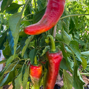 Corno di Toro Pepper