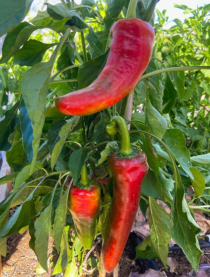 Corno di Toro Pepper