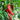 Corno di Toro Pepper