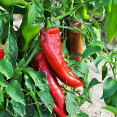 Corno di Toro Pepper