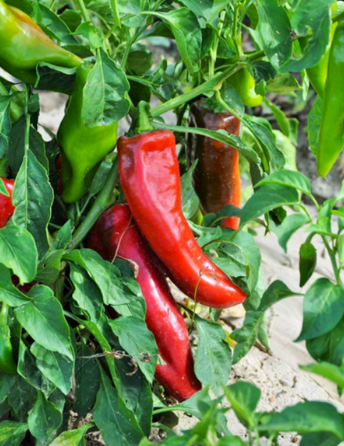 Corno di Toro Pepper