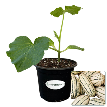 Winter Squash 4 Inch Starter Plant Variety Pack
