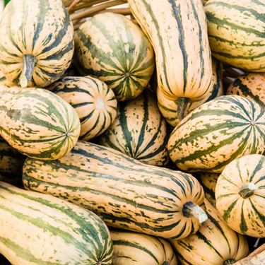 Delicata Squash