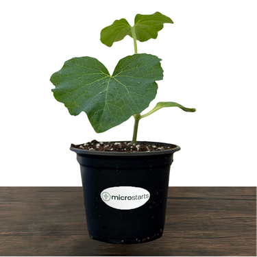 Delicata Squash