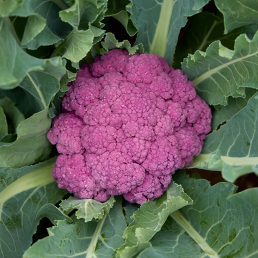 Depurple Cauliflower