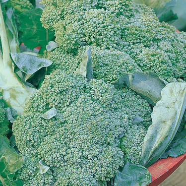 Di Cicco Broccoli