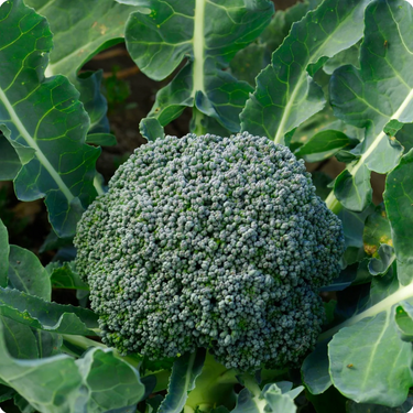 Di Cicco Broccoli