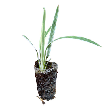 Variegated Flax Lily