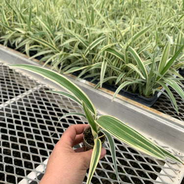 Variegated Flax Lily