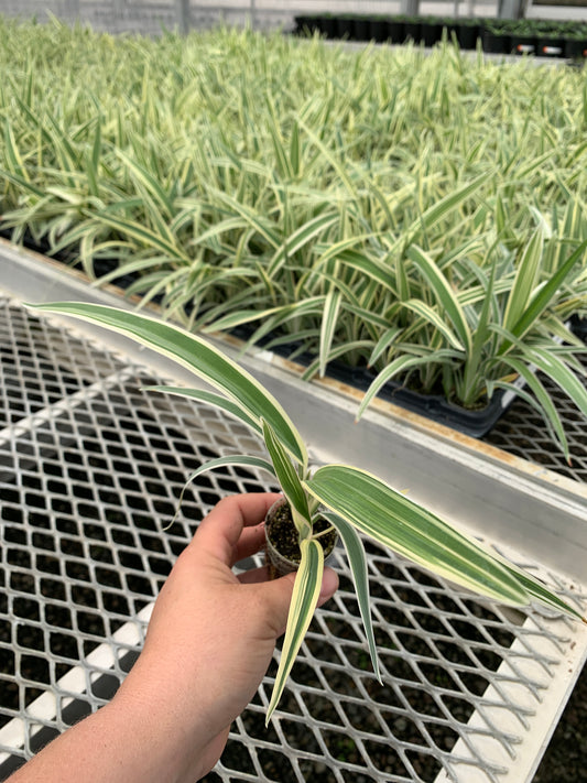 Dianella tasmanica 'Variegata' Starter Plants - MicroStarts Plant Plugs