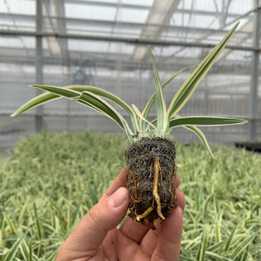 Variegated Flax Lily