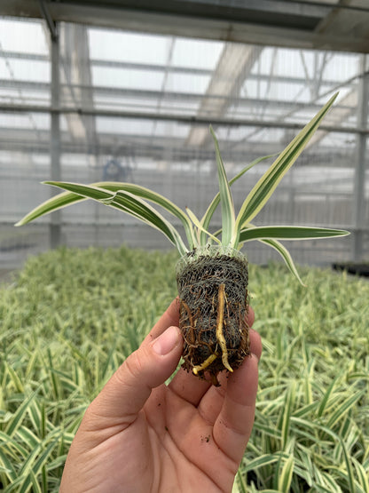 Dianella tasmanica 'Variegata' Starter Plants - MicroStarts Plant Plugs