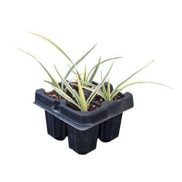 Variegated Flax Lily