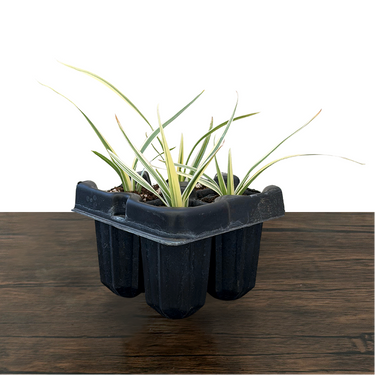 Variegated Flax Lily