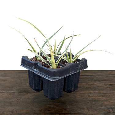 Variegated Flax Lily