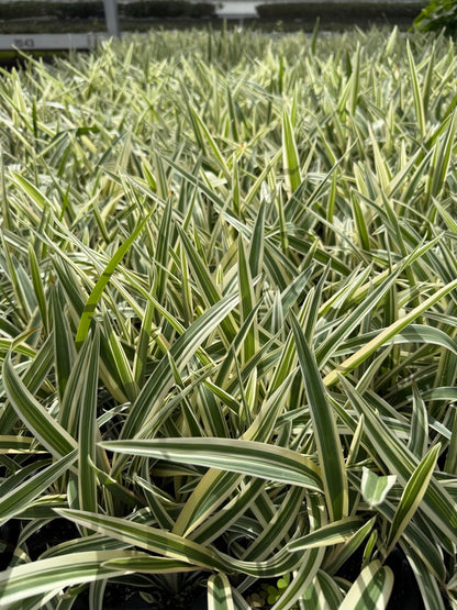 Dianella tasmanica 'Variegata' Starter Plants - MicroStarts Plant Plugs