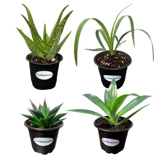 Drought Tolerant Variety Pack