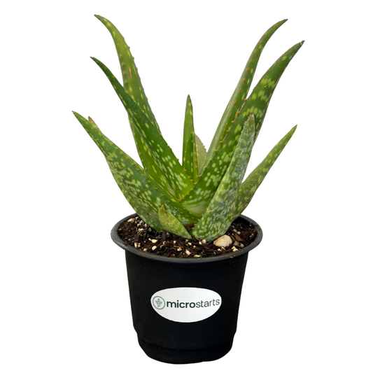 Rooikappie Aloe