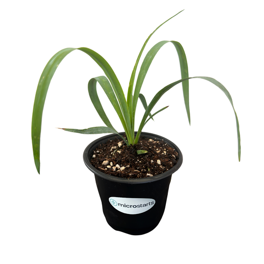 Soft-Leaf Yucca