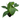 Dwarf Cavendish Banana