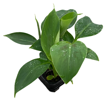 Dwarf Cavendish Banana