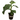 Dwarf Cavendish Banana