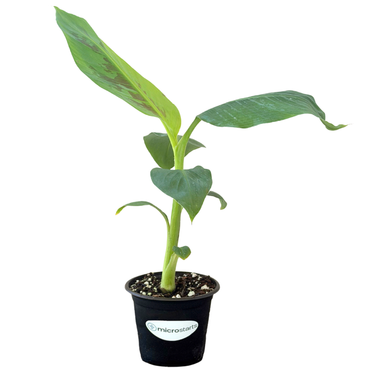 Dwarf Cavendish Banana