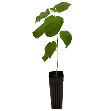 Dwarf Everbearing Mulberry