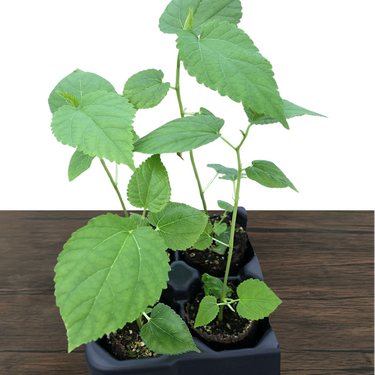 Dwarf Everbearing Mulberry
