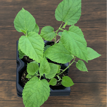 Dwarf Everbearing Mulberry