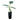 Dwarf Cavendish Banana