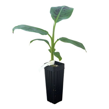 Dwarf Cavendish Banana