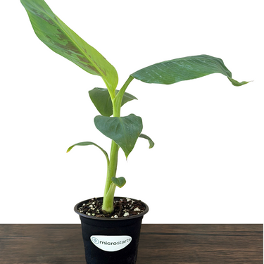 Dwarf Cavendish Banana