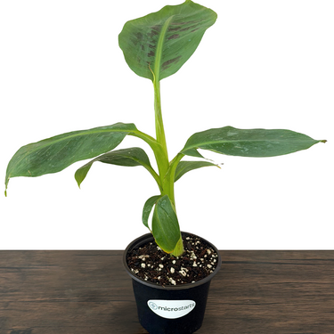 Dwarf Cavendish Banana