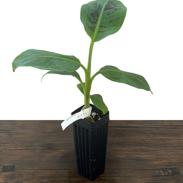 Dwarf Cavendish Banana
