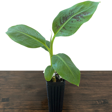 Dwarf Cavendish Banana