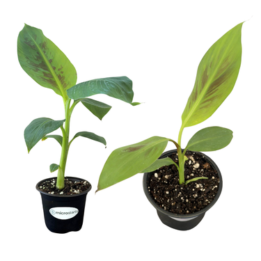 Dwarf Cavendish Banana & Zebrina Banana Value Pack